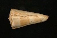 藏品(橘紅芋螺)的圖片